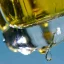 Fiilit MAZHAR - ATLAS Perfume