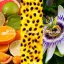 Fiilit SAUDADE - AMAZONIA Eau de Parfum