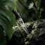 Fiilit LA PERLA MAYA - YUCATÁN Eau de Parfum