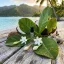 Fiilit TEHANI - POLYNESIA Eau de Parfum
