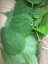 UNDER LUNA Obnovující a posilující šampon Tulsi Bloom Shampoo
