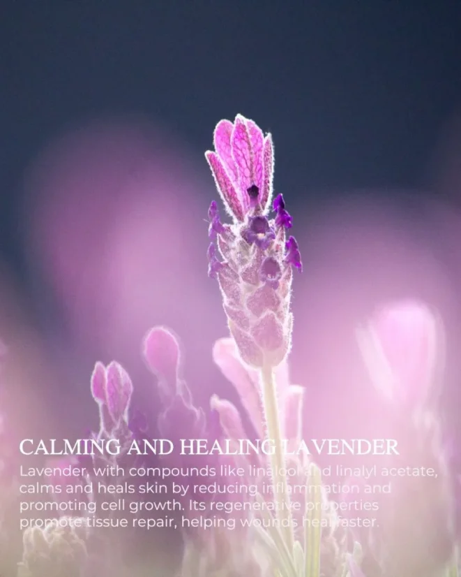 Chatelier SOFT COMPLEXION™