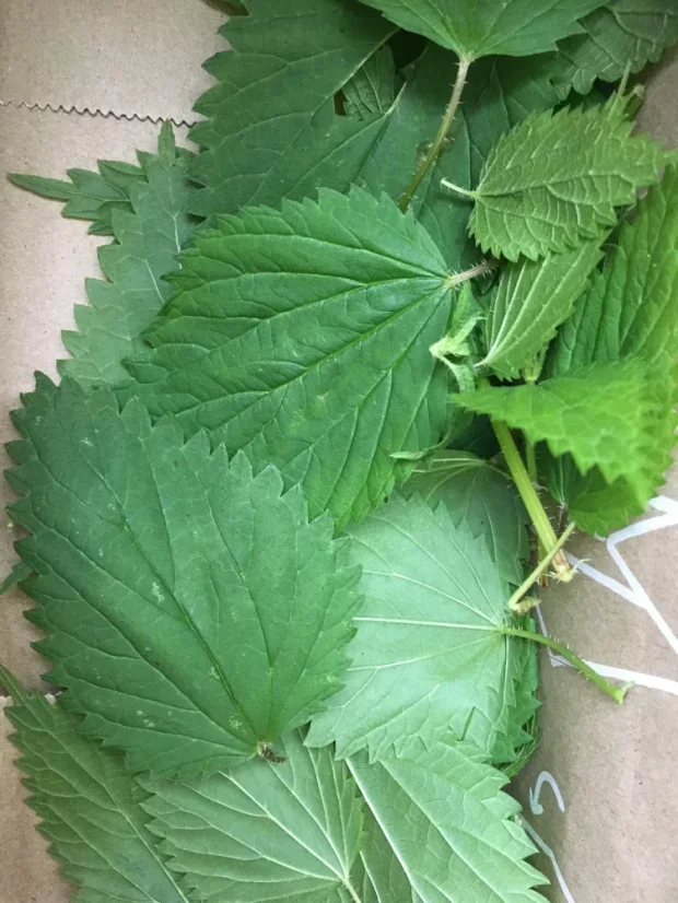 UNDER LUNA Obnovující a posilující šampon Tulsi Bloom Shampoo