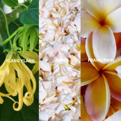 Fiilit SURYA - BALI Eau de Parfum